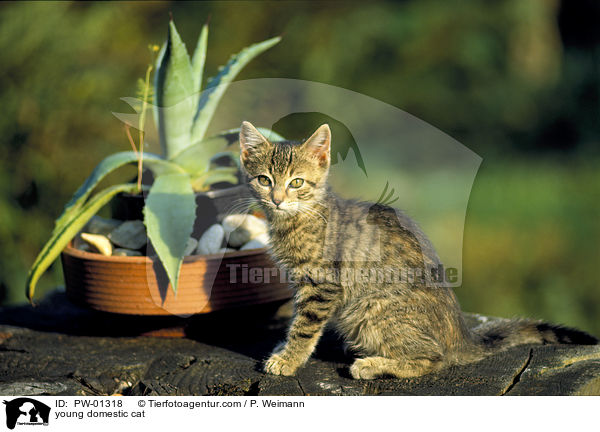 young domestic cat / PW-01318