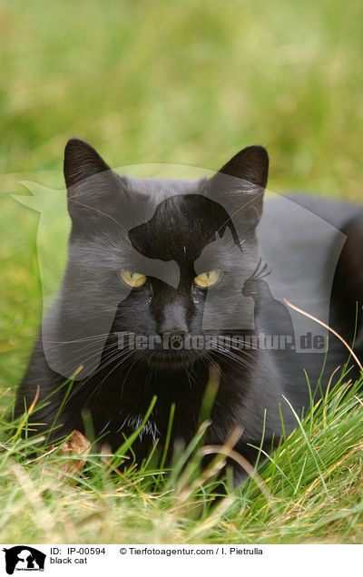 black cat / IP-00594