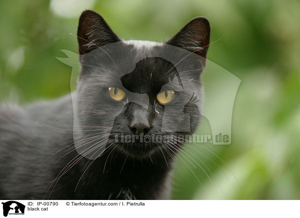 black cat / IP-00790