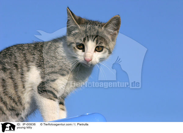 young kitty / IP-00836