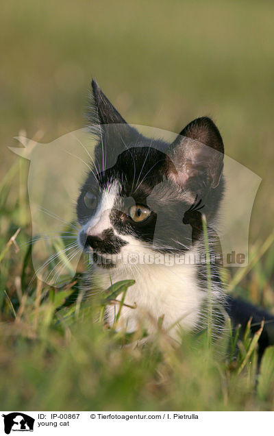 young cat / IP-00867