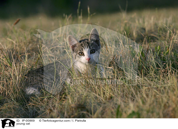 young cat / IP-00869