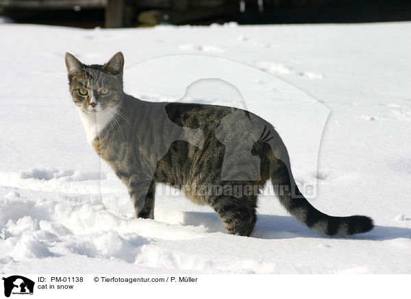 Katze im Schnee / cat in snow / PM-01138