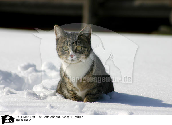 Katze im Schnee / cat in snow / PM-01139