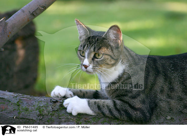 Katze beim Krallen wetzen / scratching cat / PM-01485