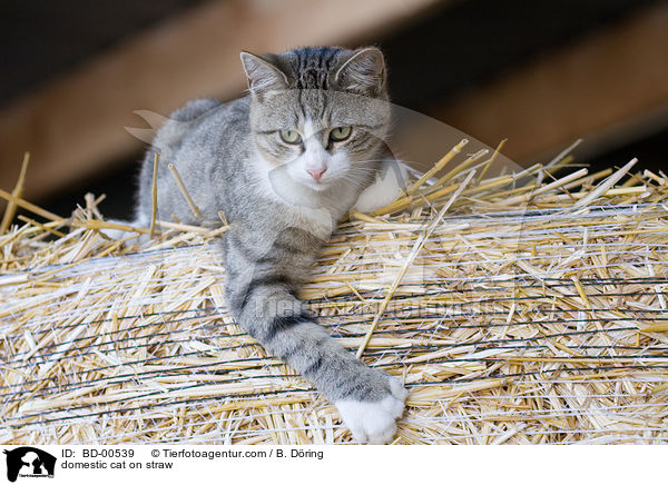 domestic cat on straw / BD-00539