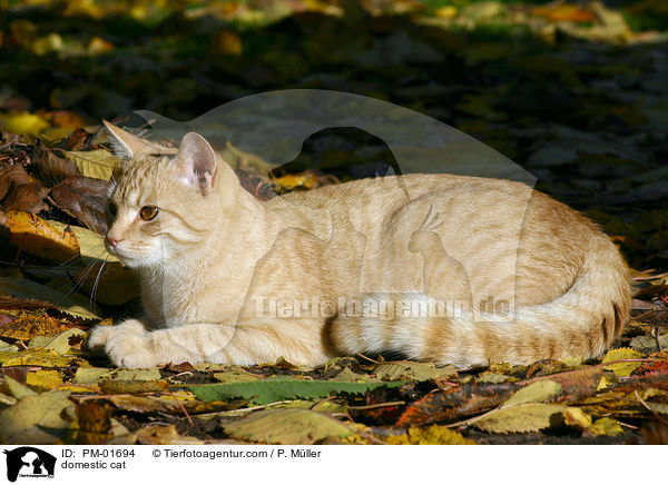 Hauskatze / domestic cat / PM-01694