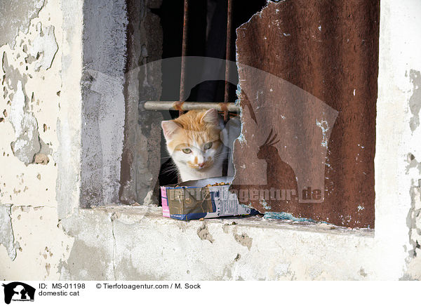 Straenkatze / domestic cat / MS-01198