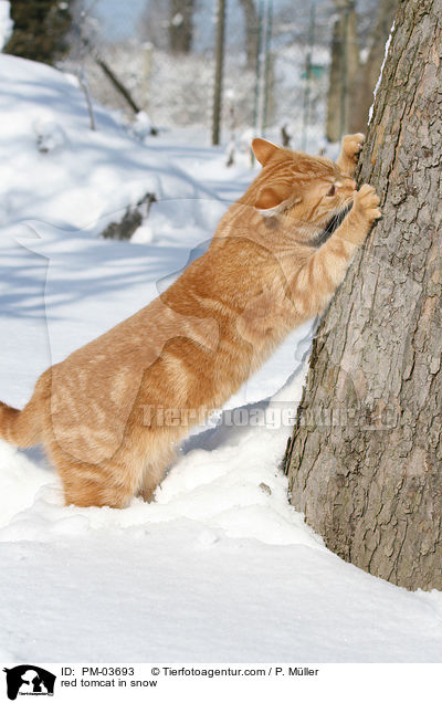 roter Kater im Schnee / red tomcat in snow / PM-03693