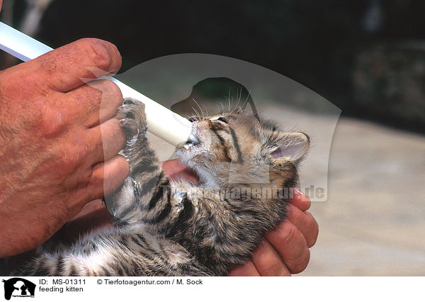 Hausktzchen wird gefttert / feeding kitten / MS-01311