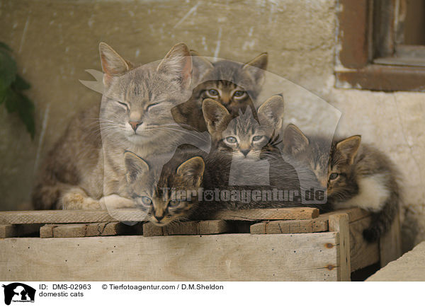 domestic cats / DMS-02963