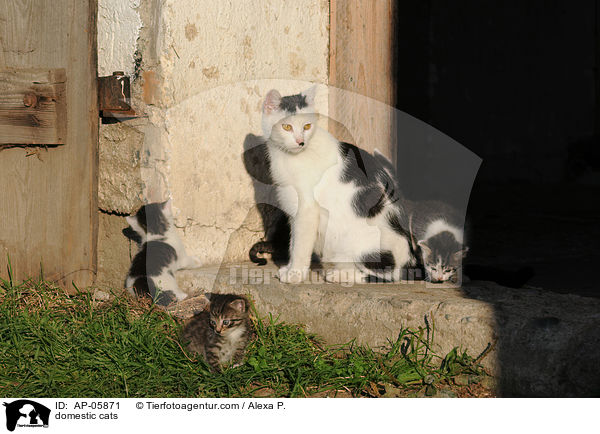 domestic cats / AP-05871