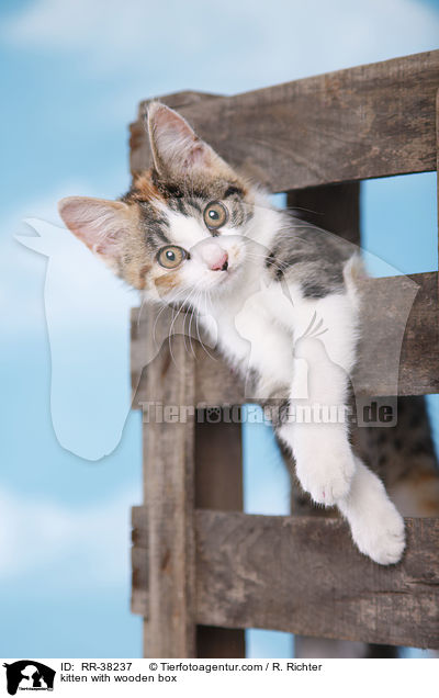 kitten with wooden box / RR-38237