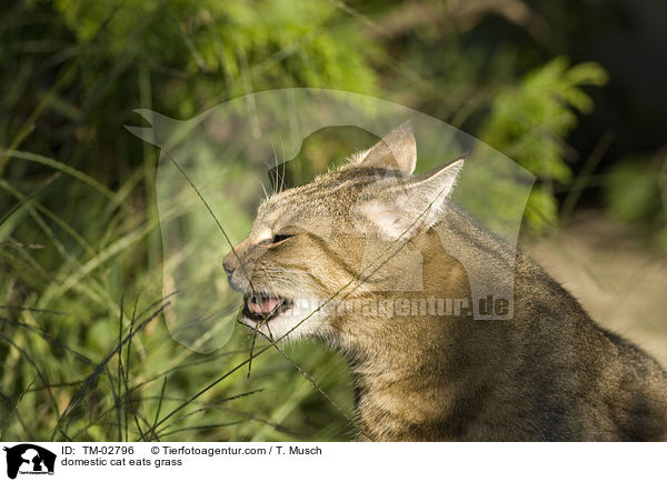 Hauskatze frisst Gras / domestic cat eats grass / TM-02796