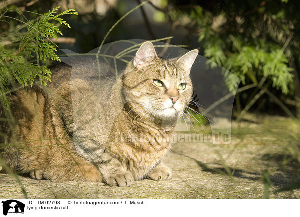 liegende Hauskatze / lying domestic cat / TM-02798