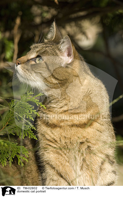 Hauskatze Portrait / domestic cat portrait / TM-02802