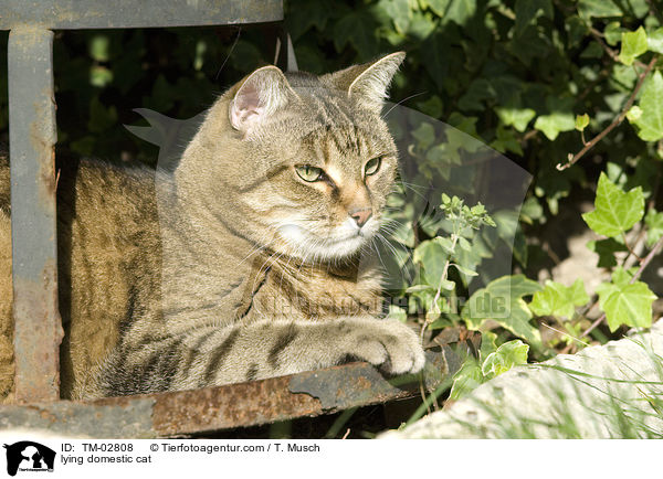 liegende Hauskatze / lying domestic cat / TM-02808