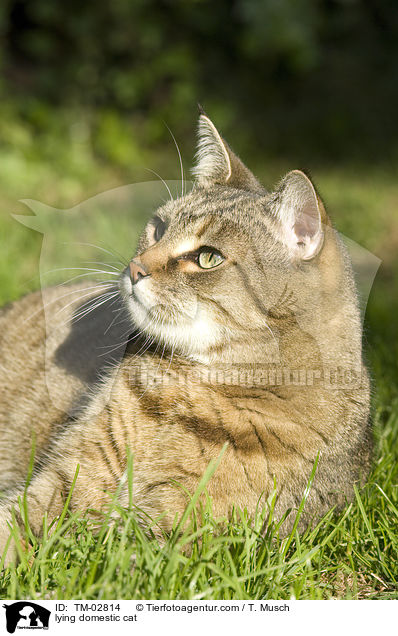 liegende Hauskatze / lying domestic cat / TM-02814