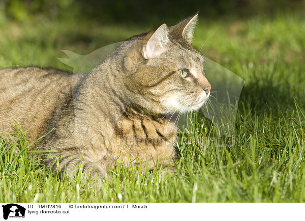 liegende Hauskatze / lying domestic cat / TM-02816