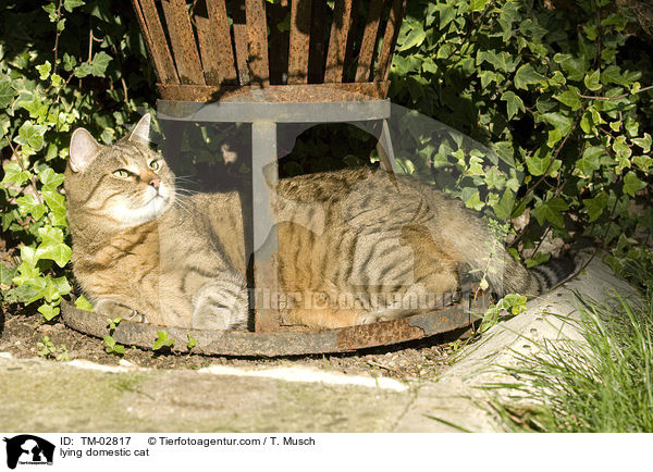liegende Hauskatze / lying domestic cat / TM-02817