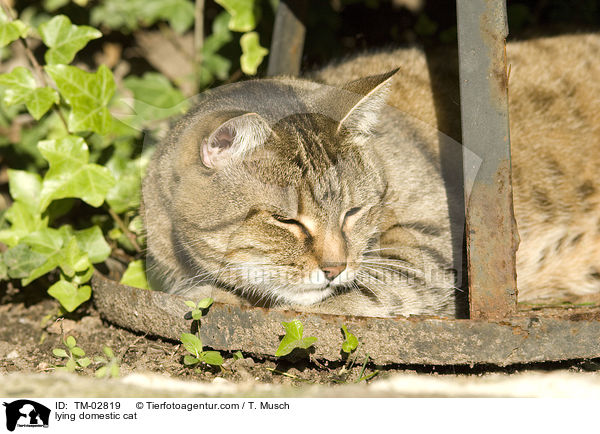 liegende Hauskatze / lying domestic cat / TM-02819