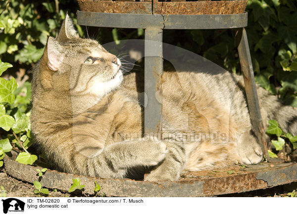 liegende Hauskatze / lying domestic cat / TM-02820