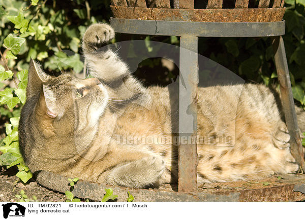 liegende Hauskatze / lying domestic cat / TM-02821
