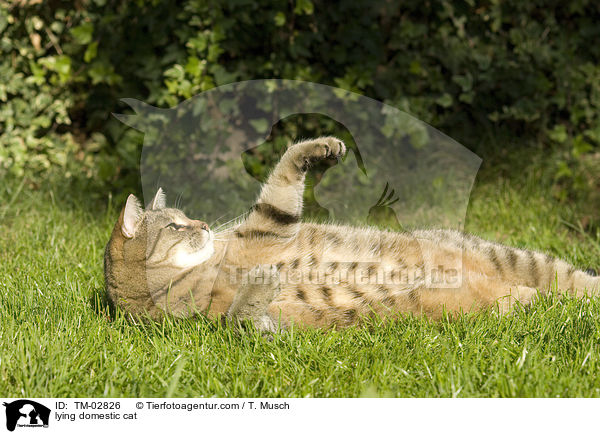 liegende Hauskatze / lying domestic cat / TM-02826