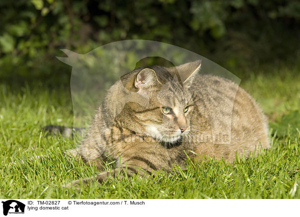liegende Hauskatze / lying domestic cat / TM-02827