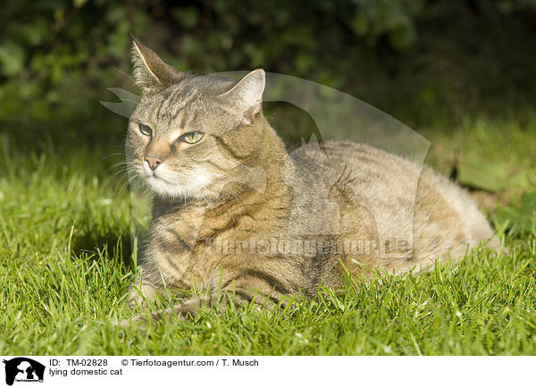 liegende Hauskatze / lying domestic cat / TM-02828