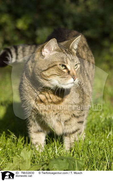 Hauskatze / domestic cat / TM-02830