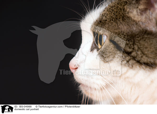 domestic cat portrait / BS-04988