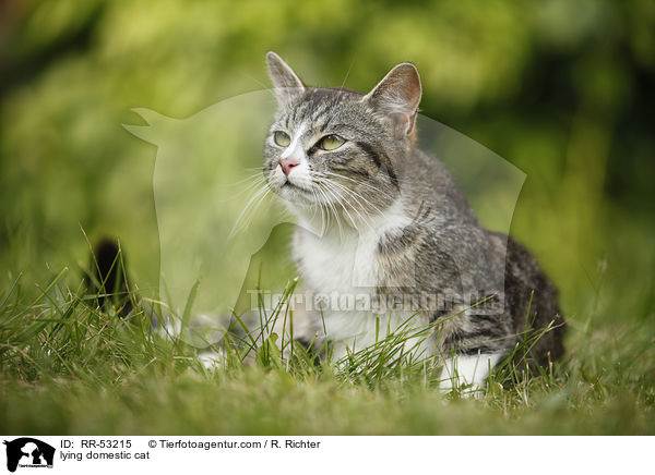 liegende Hauskatze / lying domestic cat / RR-53215