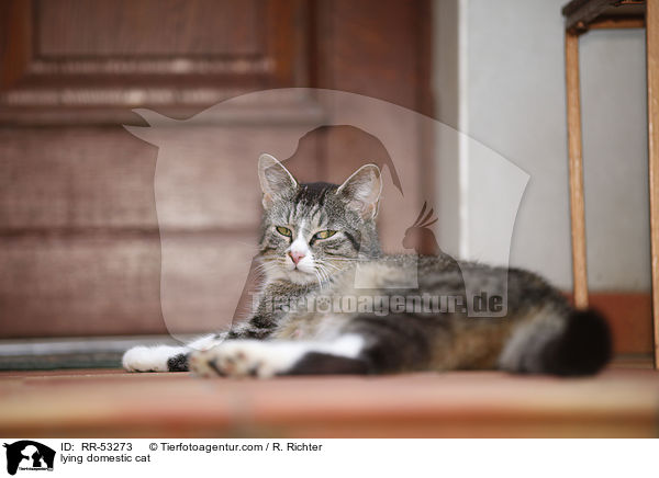 liegende Hauskatze / lying domestic cat / RR-53273