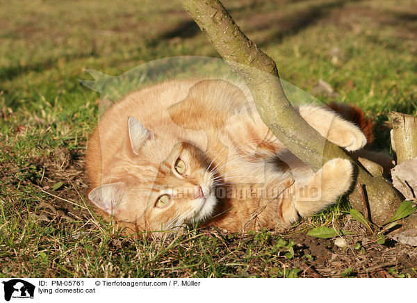 lying domestic cat / PM-05761