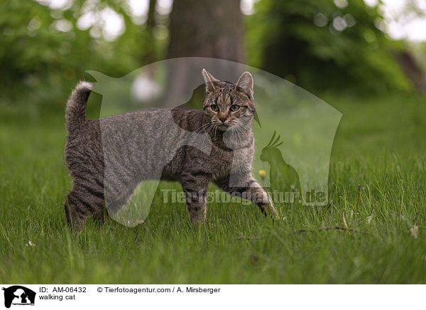 laufende Hauskatze / walking cat / AM-06432