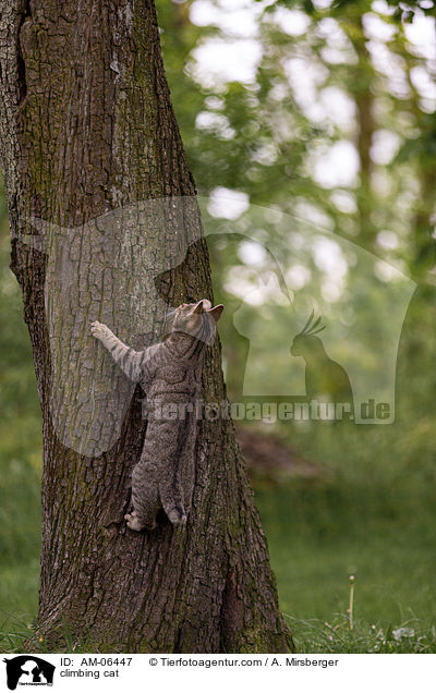 kletternde Hauskatze / climbing cat / AM-06447