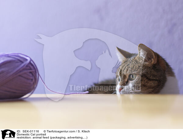 Hauskatze Portrait / Domestic Cat portrait / SEK-01116