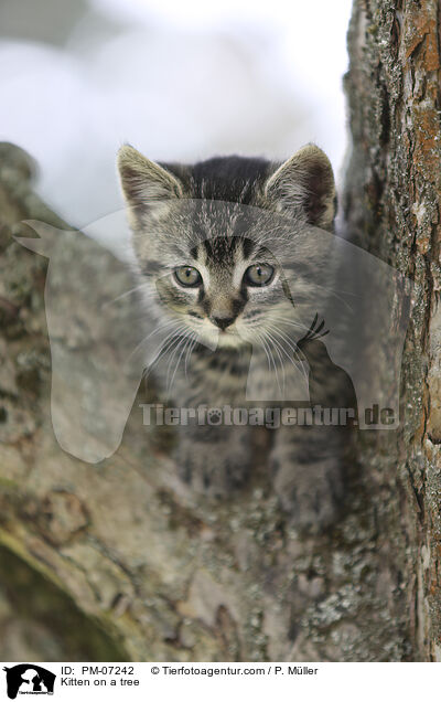 Kitten on a tree / PM-07242