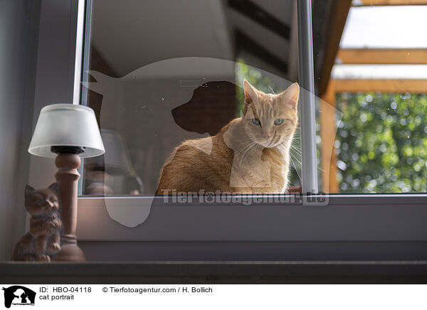 Katze Portrait / cat portrait / HBO-04118
