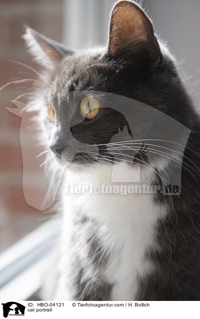 Katze Portrait / cat portrait / HBO-04121