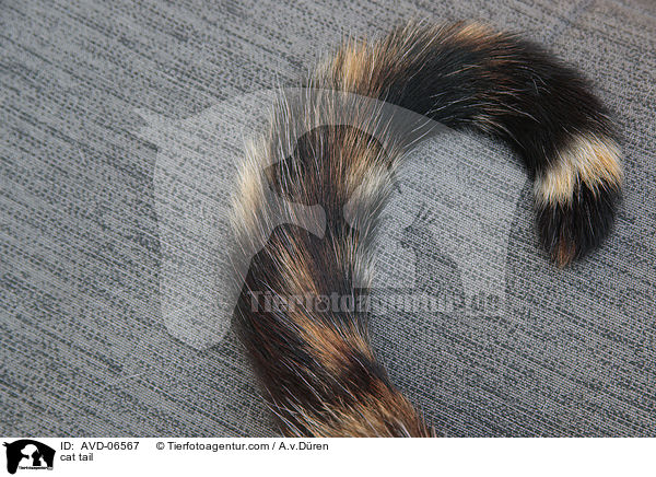 cat tail / AVD-06567