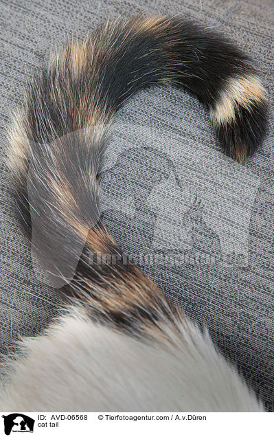 cat tail / AVD-06568