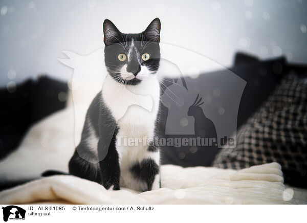 sitting cat / ALS-01085