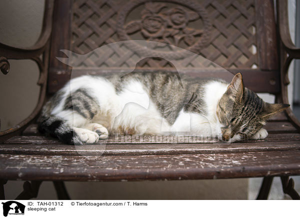 schlafende Katze / sleeping cat / TAH-01312
