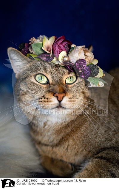 Katze mit Blumenkranz auf dem Kopf / Cat with flower wreath on head / JRE-01002