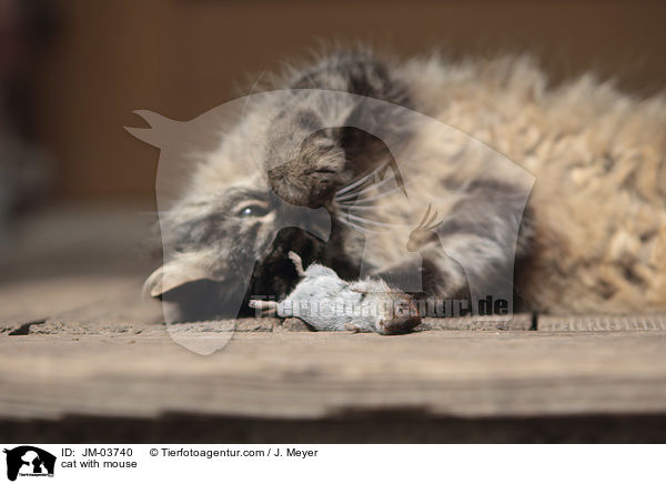 Katze mit Maus / cat with mouse / JM-03740