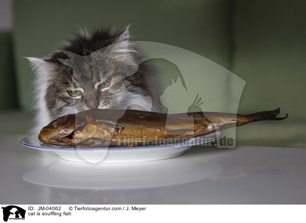 Katze schnuppert an Fisch / cat is snuffling fish / JM-04062