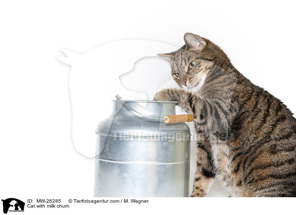 Katze mit Milchkanne / Cat with milk churn / MW-26285