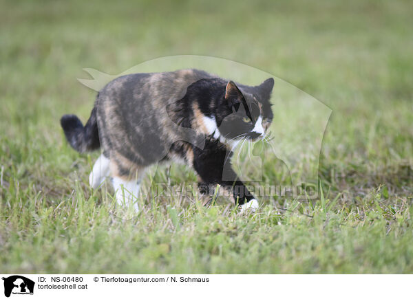 Schildpatt Katze / tortoiseshell cat / NS-06480